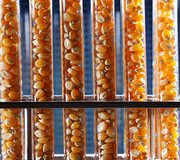 Alimentation Réticences vis-à-vis de l’homologation d’un maïs OGM