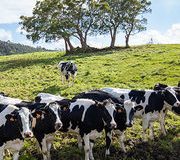 Leucose bovine Les vaches malades inquiètent la Réunion