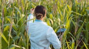 Lettre ouverte au Gouvernement et aux eurodéputé.e.s:   Nouveaux OGM, ne sacrifions pas notre agriculture et notre alimentation
