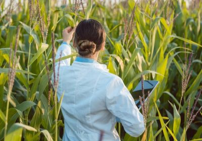 Lettre ouverte au Gouvernement et aux eurodéputé.e.s: Nouveaux OGM, ne sacrifions pas notre agriculture et notre alimentation