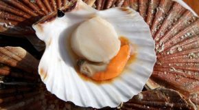 Coquilles Saint-Jacques ou simples pétoncles ? : Comment ne pas se faire avoir