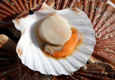 Coquilles Saint-Jacques ou simples pétoncles ? : Comment ne pas se faire avoir